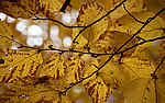 ��������� (Hamamelis) ������� �����