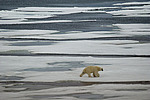 ����� ������� (Ursus maritimus)