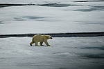 ����� ������� (Ursus maritimus)