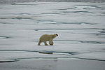 ����� ������� (Ursus maritimus)