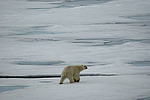 ����� ������� (Ursus maritimus) �� �����