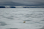����� ������� (Ursus maritimus)