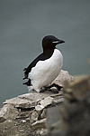 ������������ ����� (Uria lomvia) ����� �����
