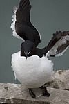 ������������ ����� (Uria lomvia) ����� �����
