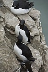 ������������ ����� (Uria lomvia) ����� �����