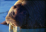 ���� (Odobenus rosmarus)
