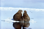���� (Odobenus rosmarus)