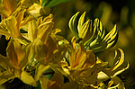 ����������� ����� (Rhododendron luteum) �������� ������, ���������� ���������� ����������