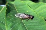 ������ ������ (Cicadetta yezoensis)