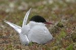 �������� ������ (Sterna paradisaea) �������� ������