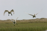 ����� ������ (Cygnus bewickii) �������� ������