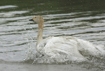 ����� ������ (Cygnus bewickii) �������� ������