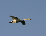 ����� ������ (Cygnus bewickii) �������� ������