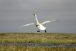 ����� ������ (Cygnus bewickii) �������� ������