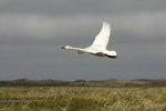 ����� ������ (Cygnus bewickii) �������� ������