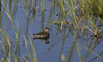 ����������� ��������� (Phalaropus lobatus) �������� ������