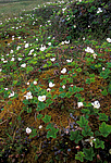 ������� (Rubus chamaemorus) �������� ����������, ������ ����������� ������. �������� ������