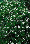 �������� ����������, ������ ����������� ������. �������� ������. Dwarf cornel (Cornus swecica)