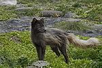 ����� (Alopex lagopus) ������ ������� �������, ��������� ����