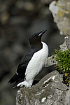 ������������ ����� (Uria lomvia) ������ ������� �������, ��������� ����
