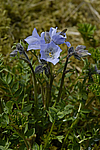 ������ �������������� (Polemonium acutiflorum) ������ ������, ������, ���