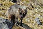 ����� (Alopex lagopus) ������ ������� �������, ��������� ����