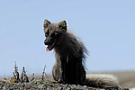 ����� (Alopex lagopus) ������ ������� �������, ��������� ����