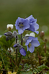 ������ �������������� (Polemonium acutiflorum) ������ ������, ������, ���