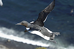 ������������ ����� (Uria lomvia) ������ ������� �������, ��������� ����