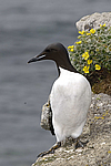 ������������ ����� (Uria lomvia) ������ ������� �������, ��������� ����