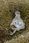 ������������ �������� (Calidris ptilocnemis) ������ ������� �������, ��������� ����