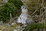 ������������ �������� (Calidris ptilocnemis) ������ ������� �������, ��������� ����