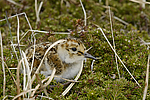 ������������ �������� (Calidris ptilocnemis) ������ ������� �������, ��������� ����