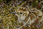 ������������ �������� (Calidris ptilocnemis) ������ ������� �������, ��������� ����