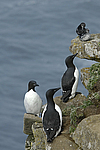 ������������ ����� (Uria lomvia) ������ ������� �������, ��������� ����