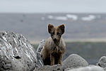 ����� (Alopex lagopus) ������ ������� �������, ��������� ����