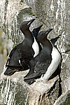 ������������ ����� (Uria lomvia) ������ ������� �������, ��������� ����