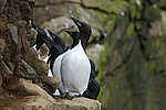 ������������ ����� (Uria lomvia) ������ ������� �������, ��������� ����