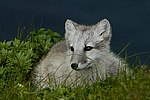 ����� (Alopex lagopus) ������ ������� �������, ��������� ����
