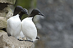 ������������ ����� (Uria lomvia) ������ ������� �������, ��������� ����
