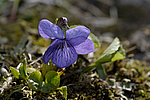 ������ ���������� (Viola langsdorfii) ������ ������� �������, ��������� ����