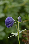 ����� ���������������� (Aconitum delphinifolium) ������ ������� �������, ��������� ����