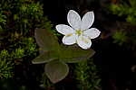��������� ����������� (Trientalis europaea arctica) ������ ������� �������, ��������� ����