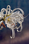 ������������ ������ / �������� (Hymenocallis festalis)