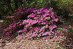 ������ (Rhododendron sp.)