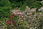 ������ (Rhododendron sp.)
