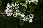 �������� ����������� / ��������� ������������ (Chionanthus retusus)