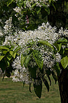 �������� ����������� / ��������� ������������ (Chionanthus retusus)