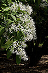�������� ����������� / ��������� ������������ (Chionanthus retusus)