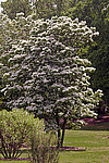 �������� ����������� / ��������� ������������ (Chionanthus retusus)